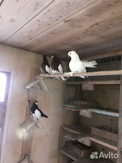 Продажа голубей