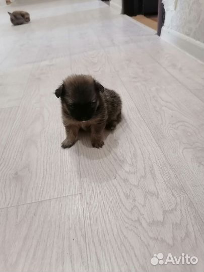 Щенки шпица