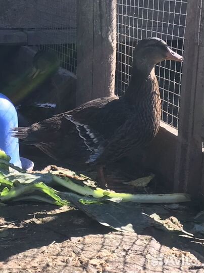 Утка подсадная для охоты