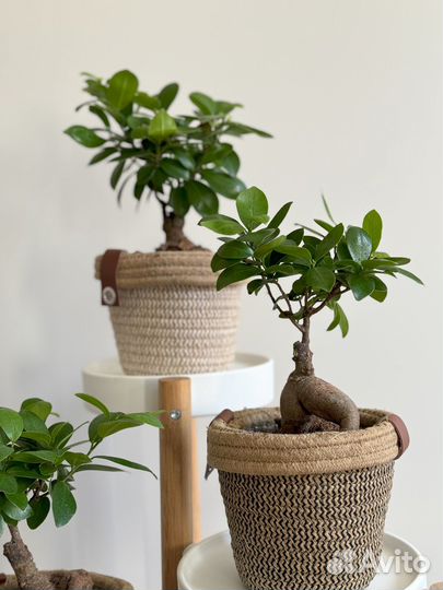 Фикус Микрокарпа Гинсенг Ficus Microcarpa Ginseng