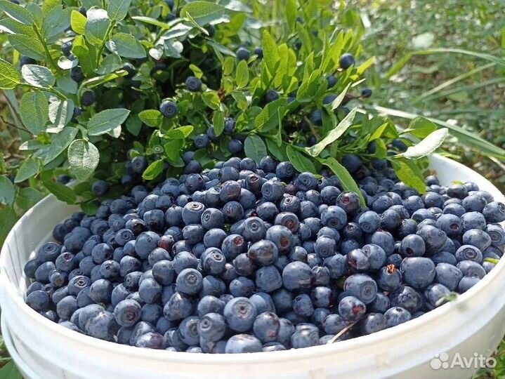 Черника, голубика
