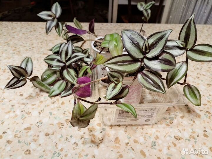 Традесканция зебрина,аптения,стапелия,бальзамин ко