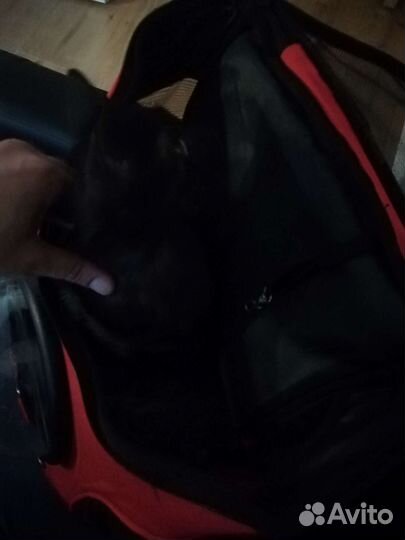 Рюкзак для переноски животных