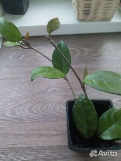 Хойя комнатный цветок