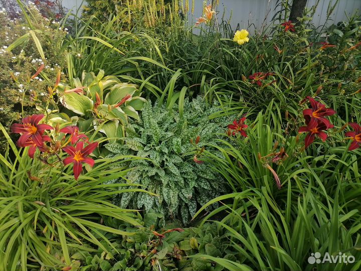 Медуница сахарная ландшафтное растение