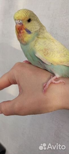 Выставочный волнистый попугай