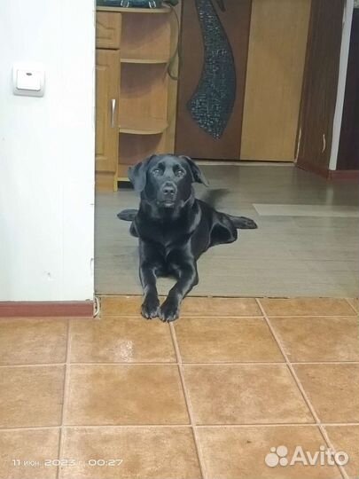Отдам лабрадора в добрые руки