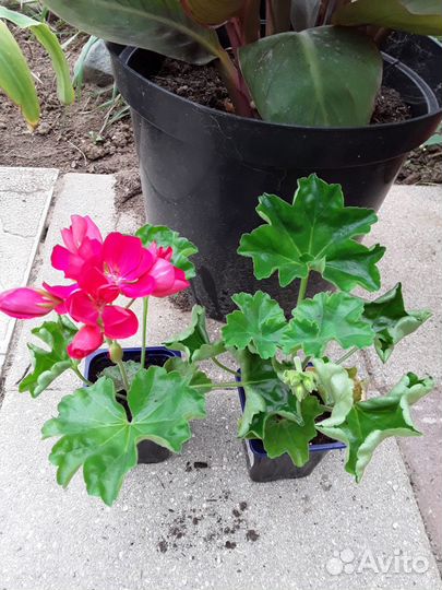 Тюльпановидные пеларгонии