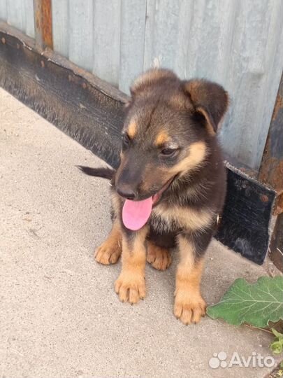 Немецкая овчарка в добрые руки