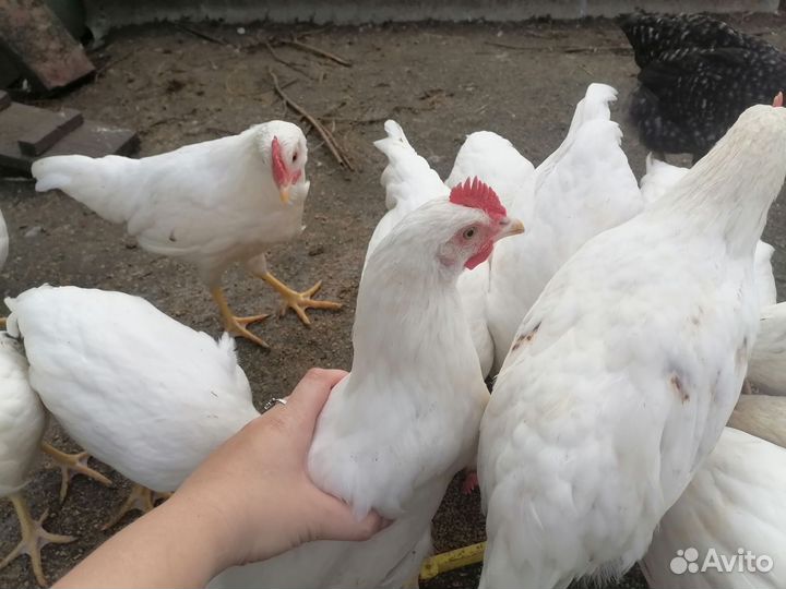 Молодые петушки