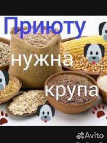 Корм для собак