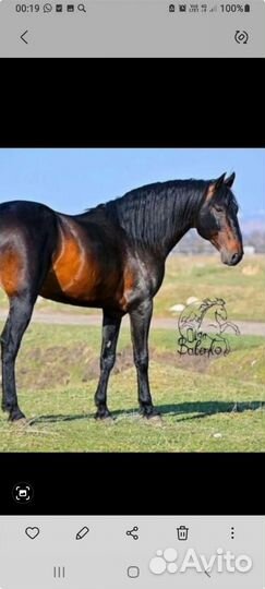 Жеребчик 2.2г карачаевский