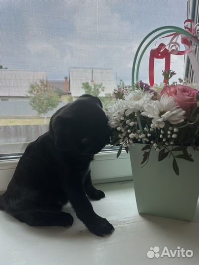 Щенки мопса