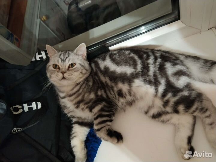 Вязка шотландский кот