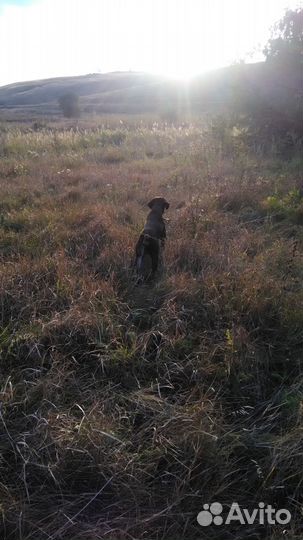 Вязка Дратхаар