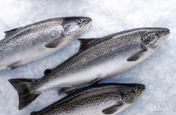 Свежемороженая рыба в ассортименте