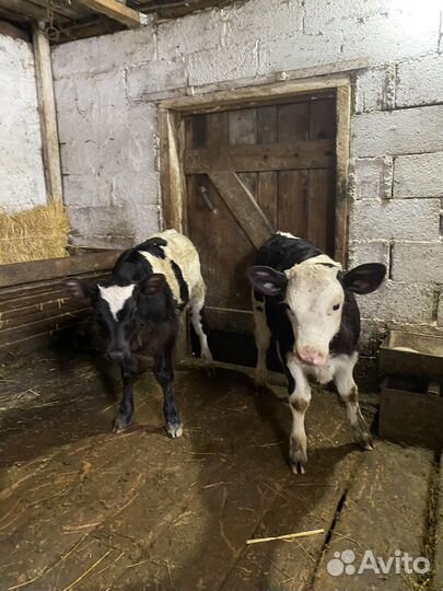 Домашние бычки