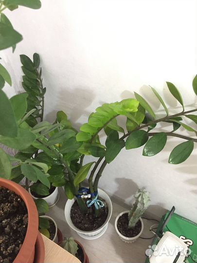 Замиокулькас долларовое дерево