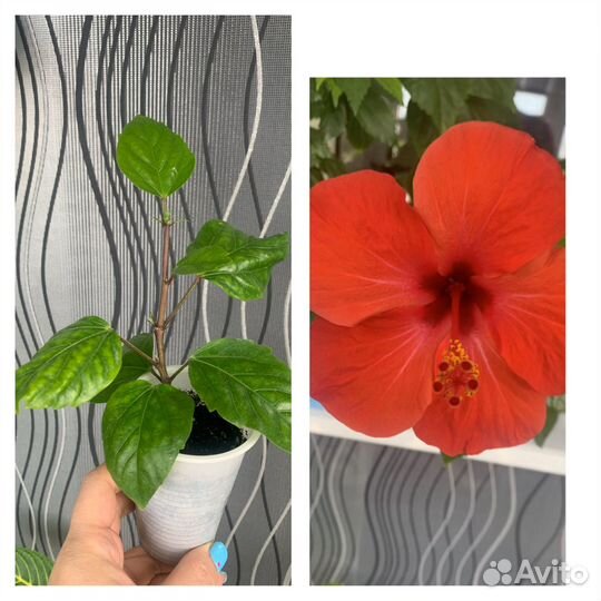 Гибискусы и цветы