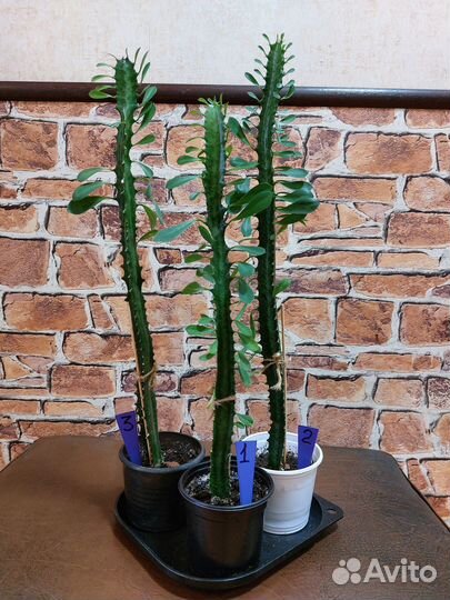 Комнатные растения цветы