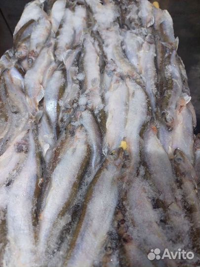 Морская рыба Мойва Патассу