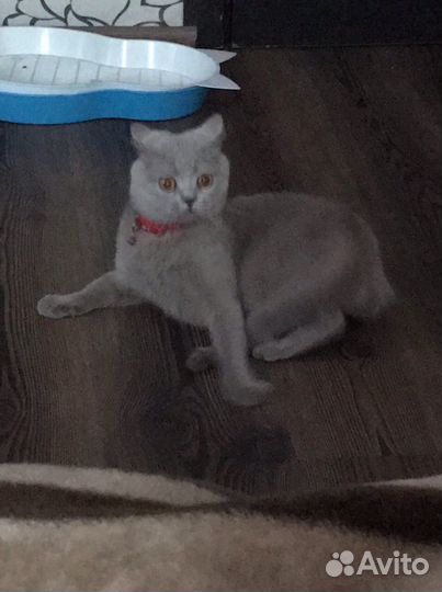 Британец на вязку