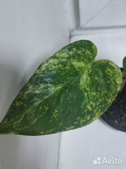 Сциндапсус эпипремнум