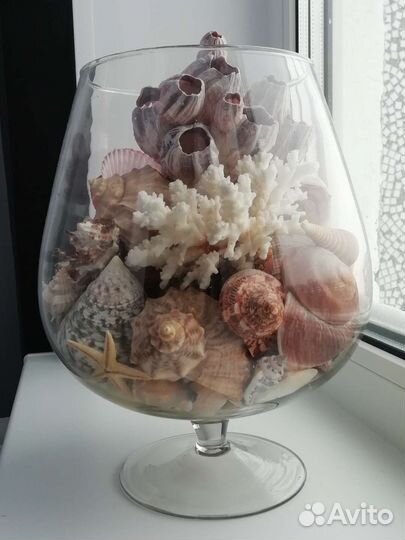 Морские ракушки раковины