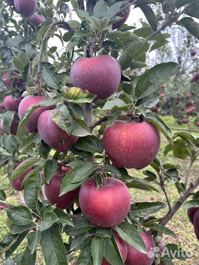 Яблоки джеромини