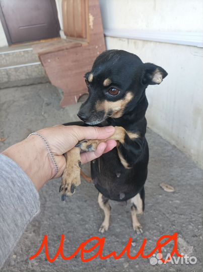 Той-терьер щенки