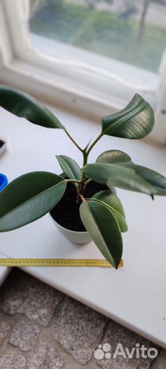 Фикус каучуконосный