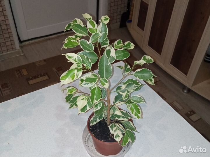 Фикус Бенджамина