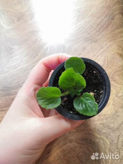 Фиалки детки