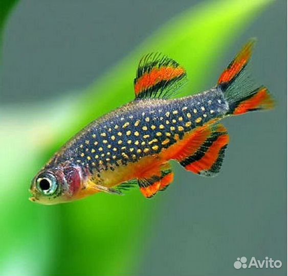 Аквариумные растения, Рыбки, Улитки