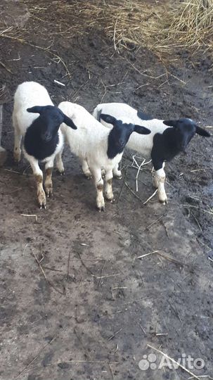 Овцы дорпер