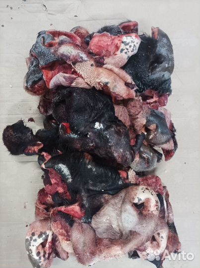 Носы говяжьи для собак