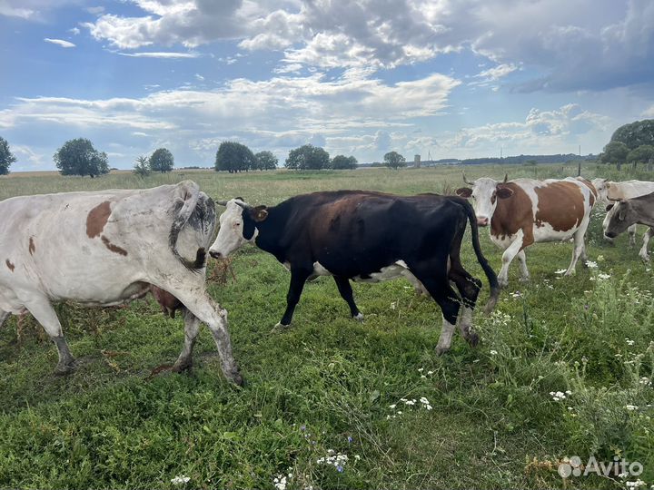Коровы дойные молочные