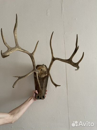 Рога оленя