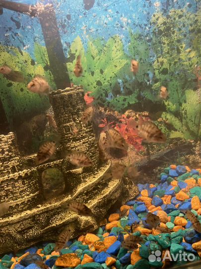 Аквариумные рыбки цихлиды