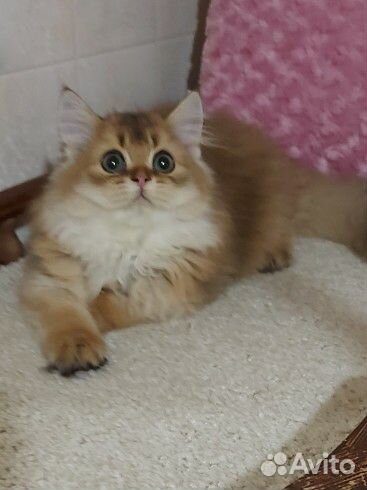 Золотая шиншилла