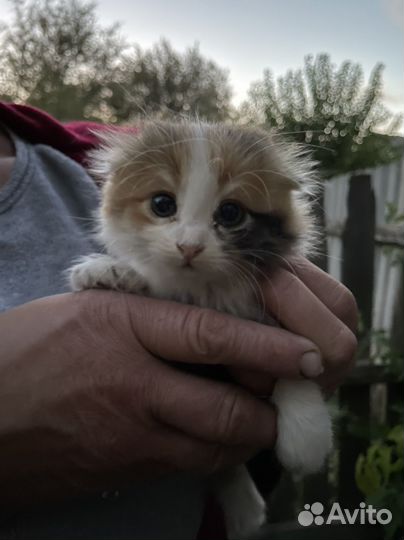 Кошки вислоухие