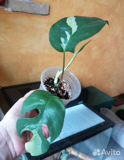 Рафидофора тетрасперма вариегатная