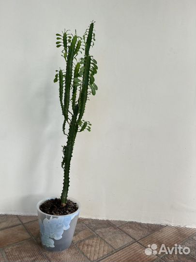 Молочай трехгранный