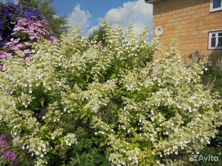 Гортензия метельчатая киушу (Kyushu) Высота 150-20