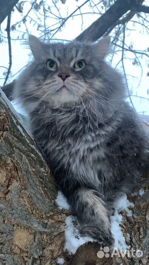 Сибирский кот приглашает на свою територию кошечку