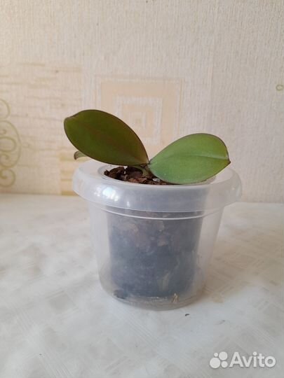 Детка орхидеи фаленопсис