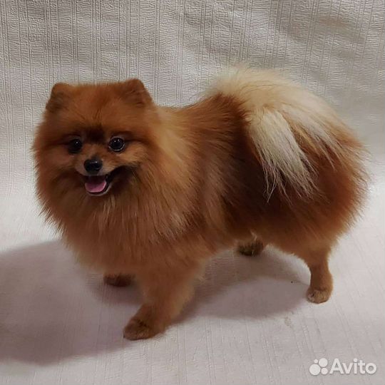 Стрижка собак - груминг