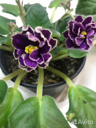 Фиалки цветущие