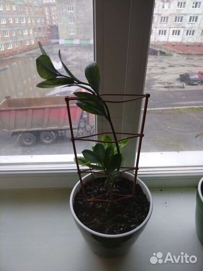 Комнатные цветы