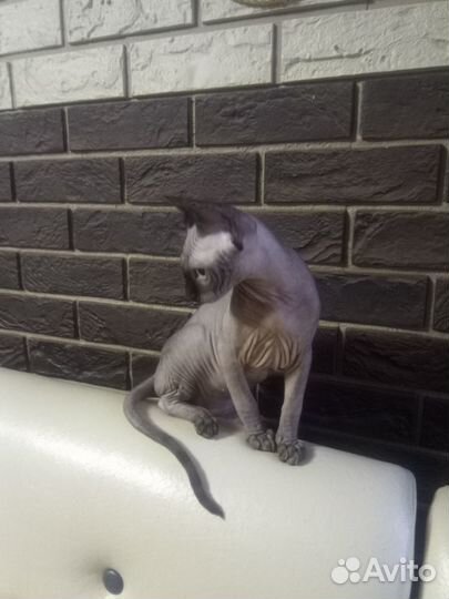 Канадский сфинкс котенок девочка